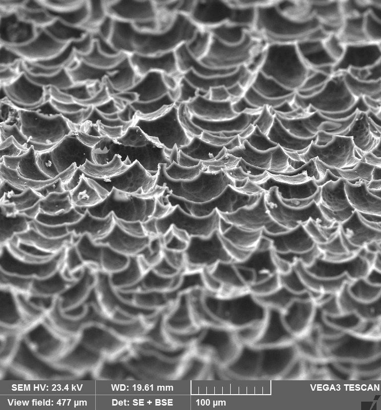 Foot scraper - smoother side